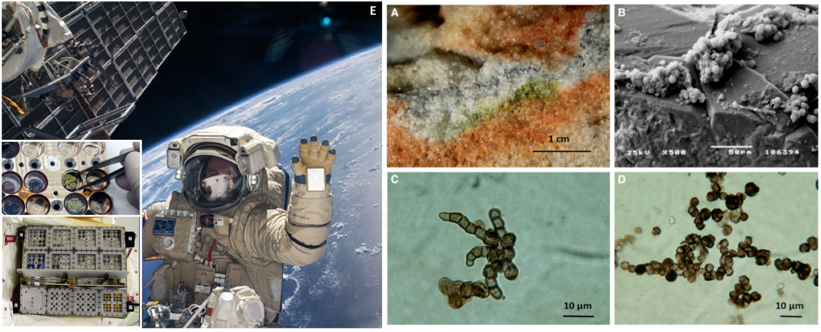 Antarctic fungi able to survive martian conditions 2